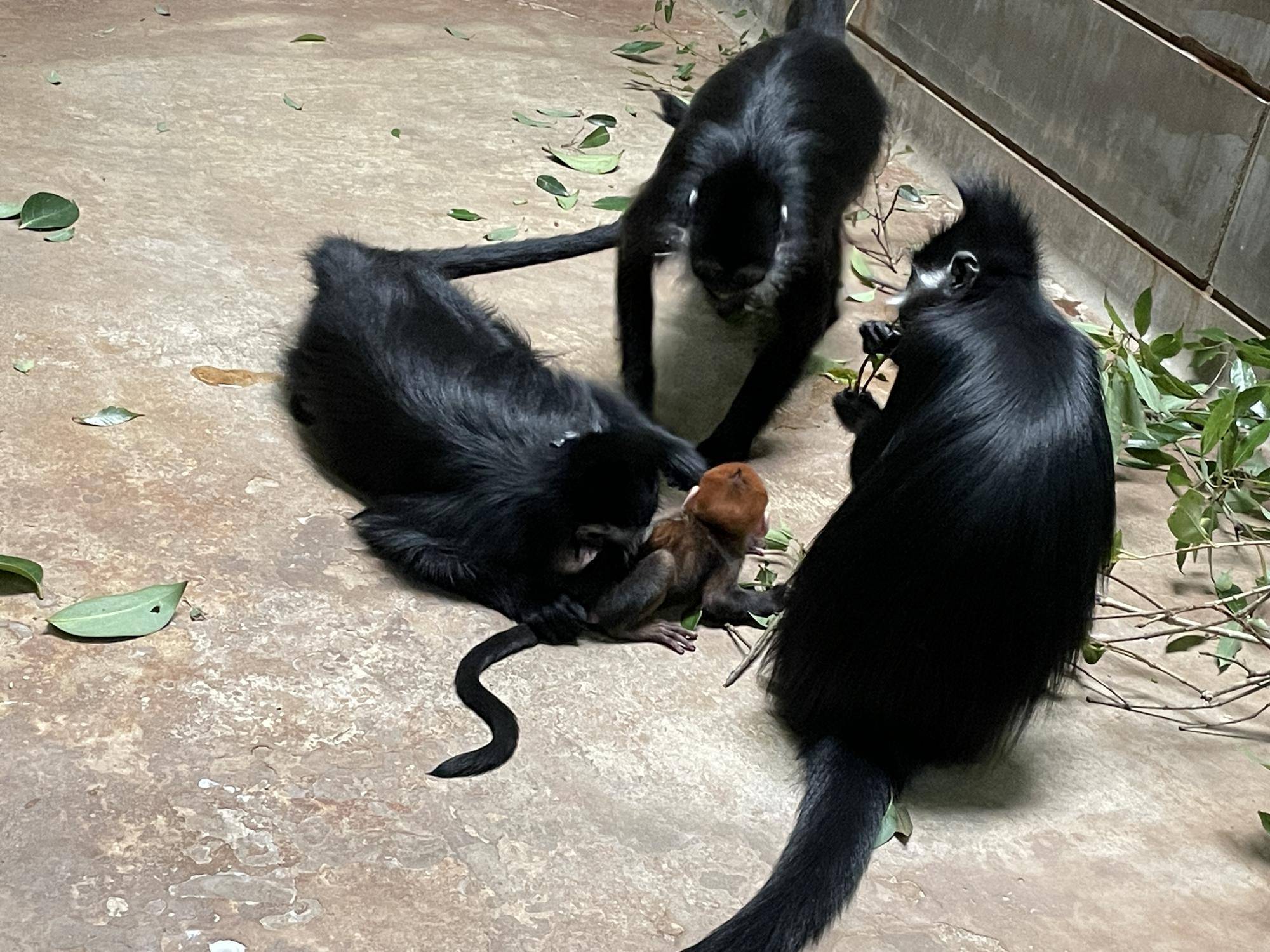 【飼育日誌】20250716:ユズぽん通信最終回 (8).jpg