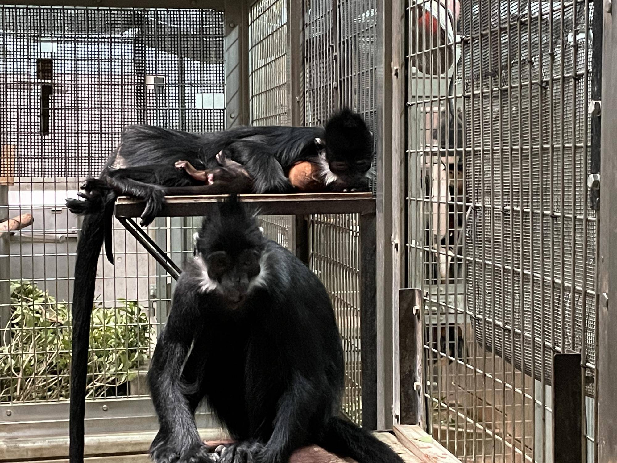 【飼育日誌】20250716:ユズぽん通信最終回 (3).jpg