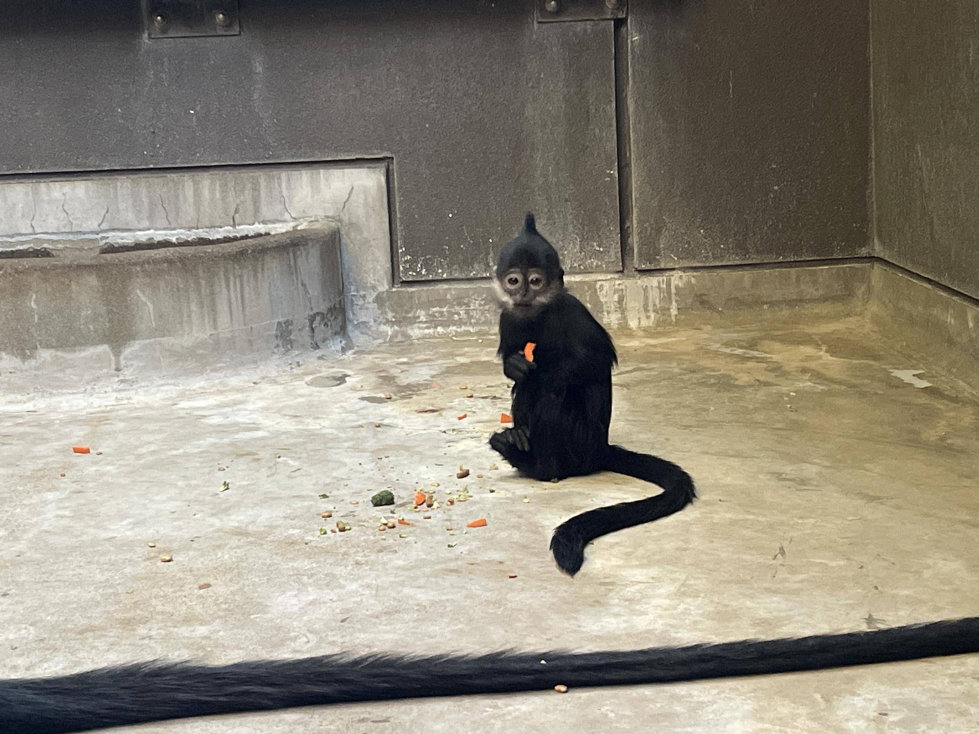 【飼育日誌】20250716:ユズぽん通信最終回 (17).jpg