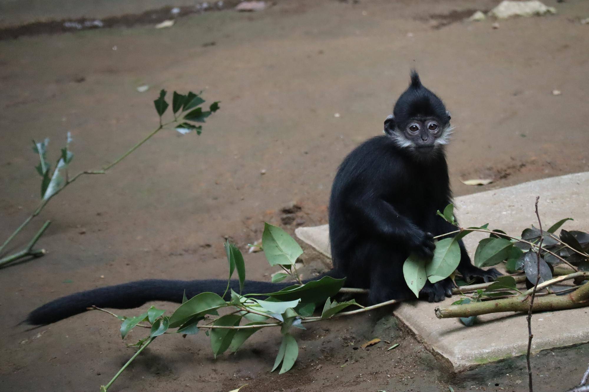 【飼育日誌】20250716:ユズぽん通信最終回 (16).jpg