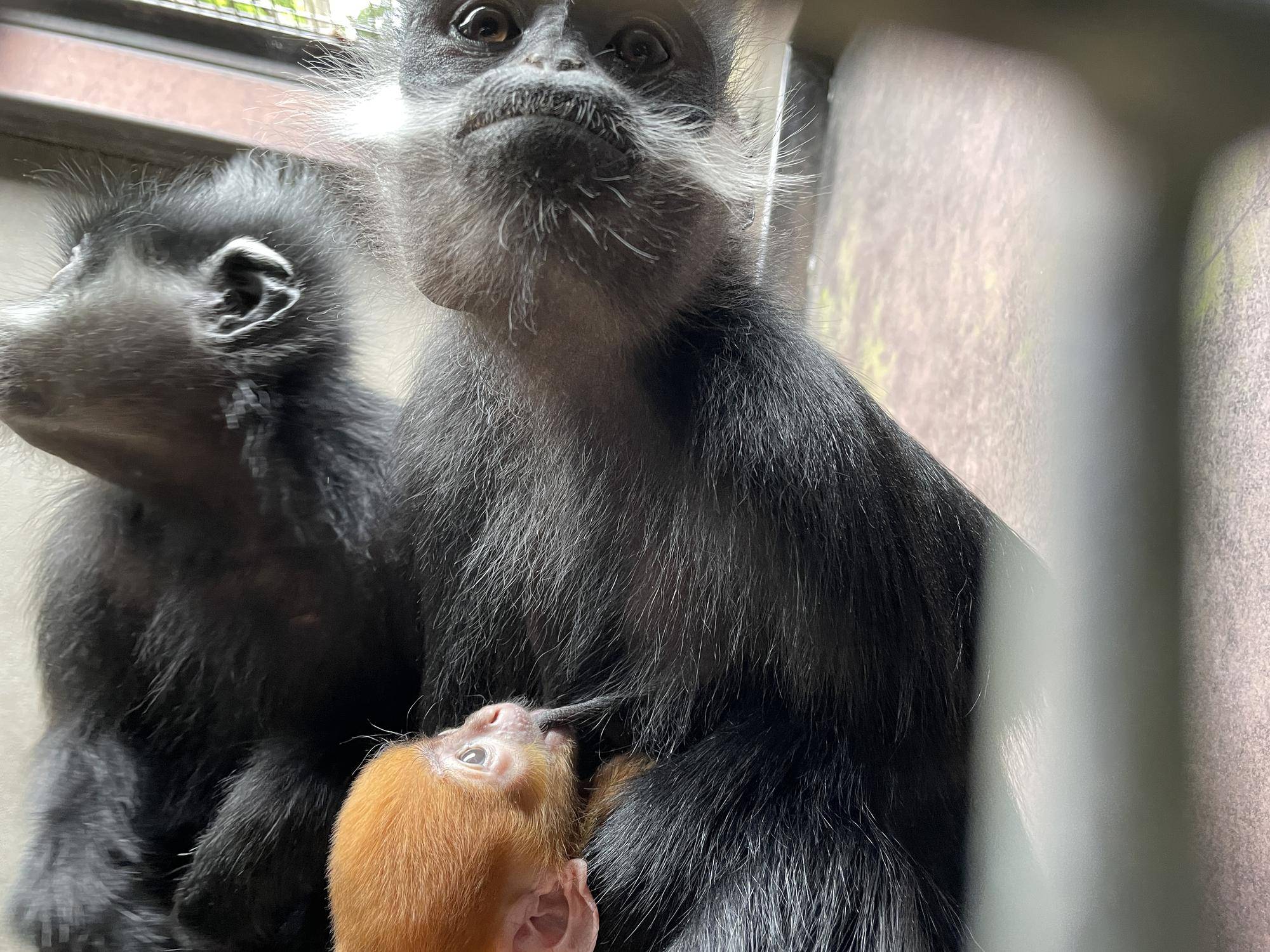 【飼育日誌】20250716:ユズぽん通信最終回 (6).jpg