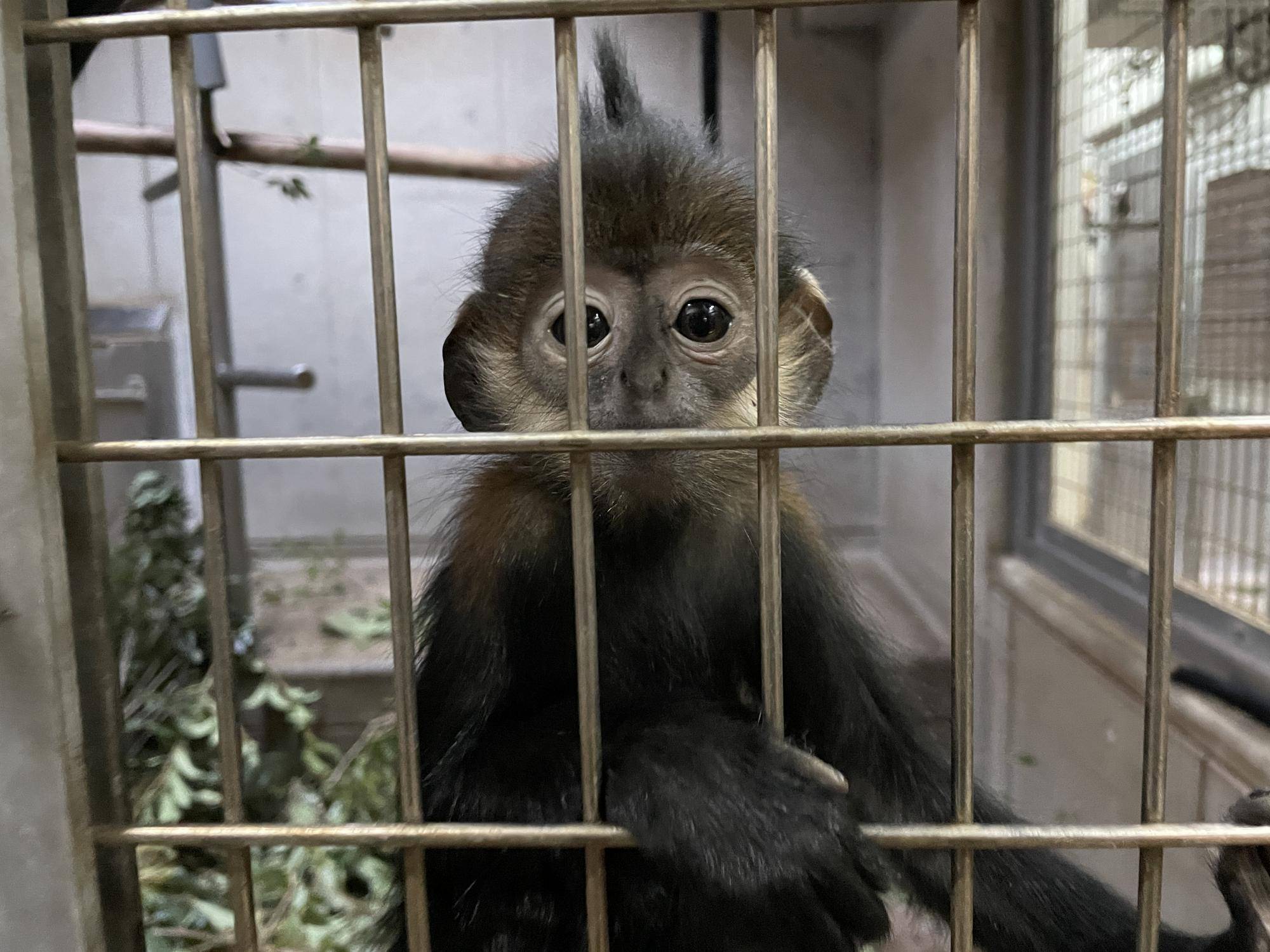 【飼育日誌】20250716:ユズぽん通信最終回 (15).jpg