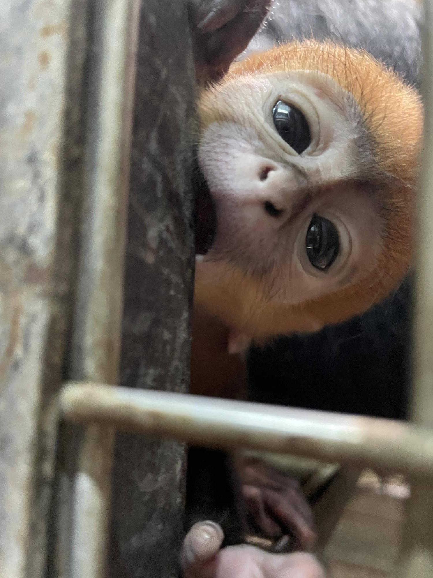 【飼育日誌】20250716:ユズぽん通信最終回 (10).jpg