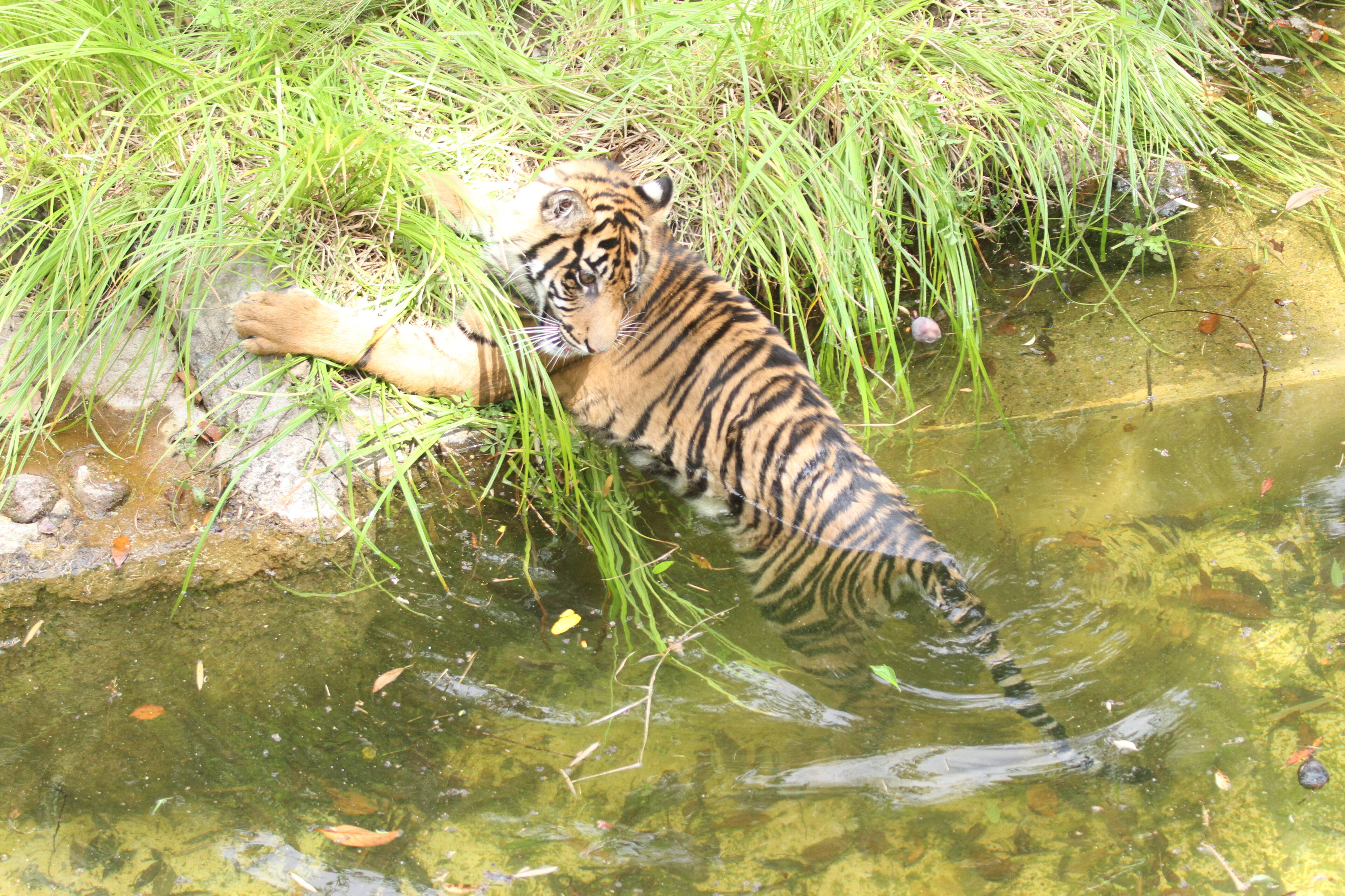 水モートに すまとらとらブログ よこはま動物園ズーラシア公式サイト 公益財団法人 横浜市緑の協会