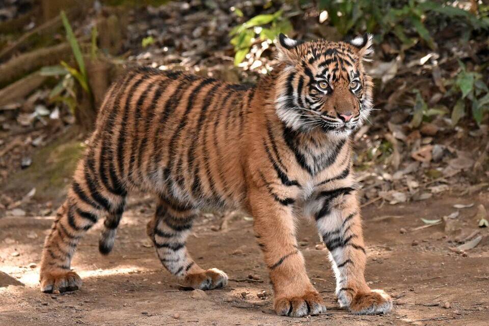 子トラの成長記録 その すまとらとらブログ よこはま動物園ズーラシア公式サイト 公益財団法人 横浜市緑の協会