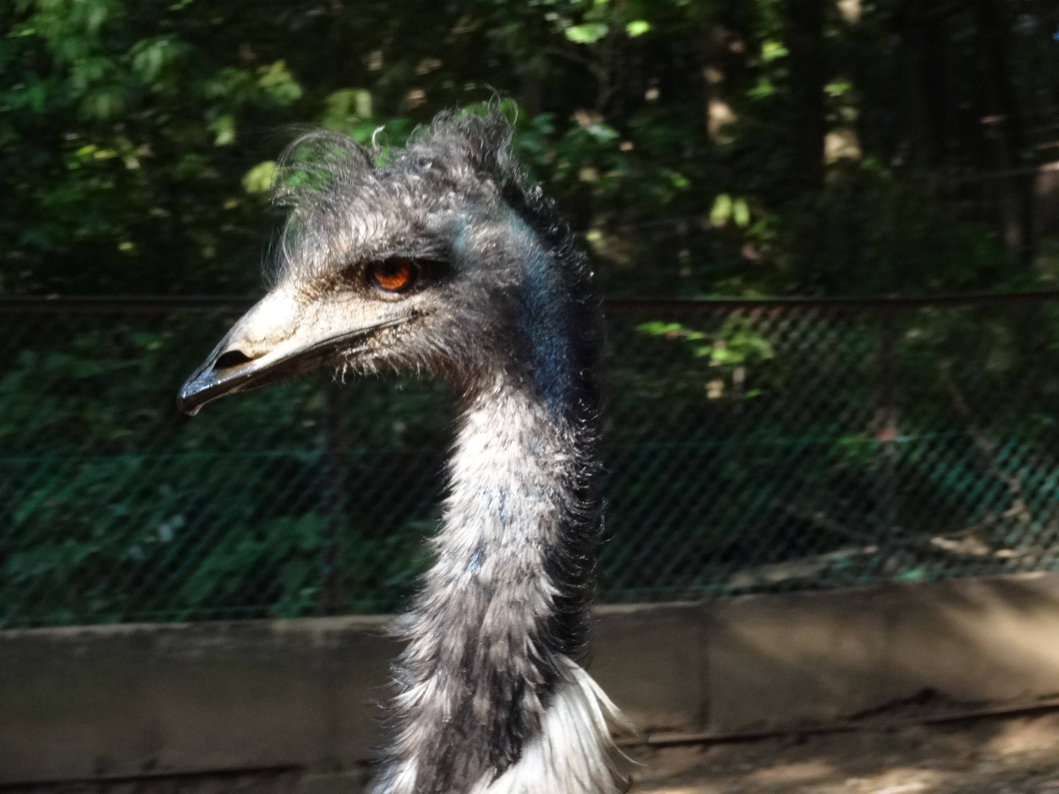 往く酉 飼育日誌 よこはま動物園ズーラシア公式サイト 公益財団法人 横浜市緑の協会