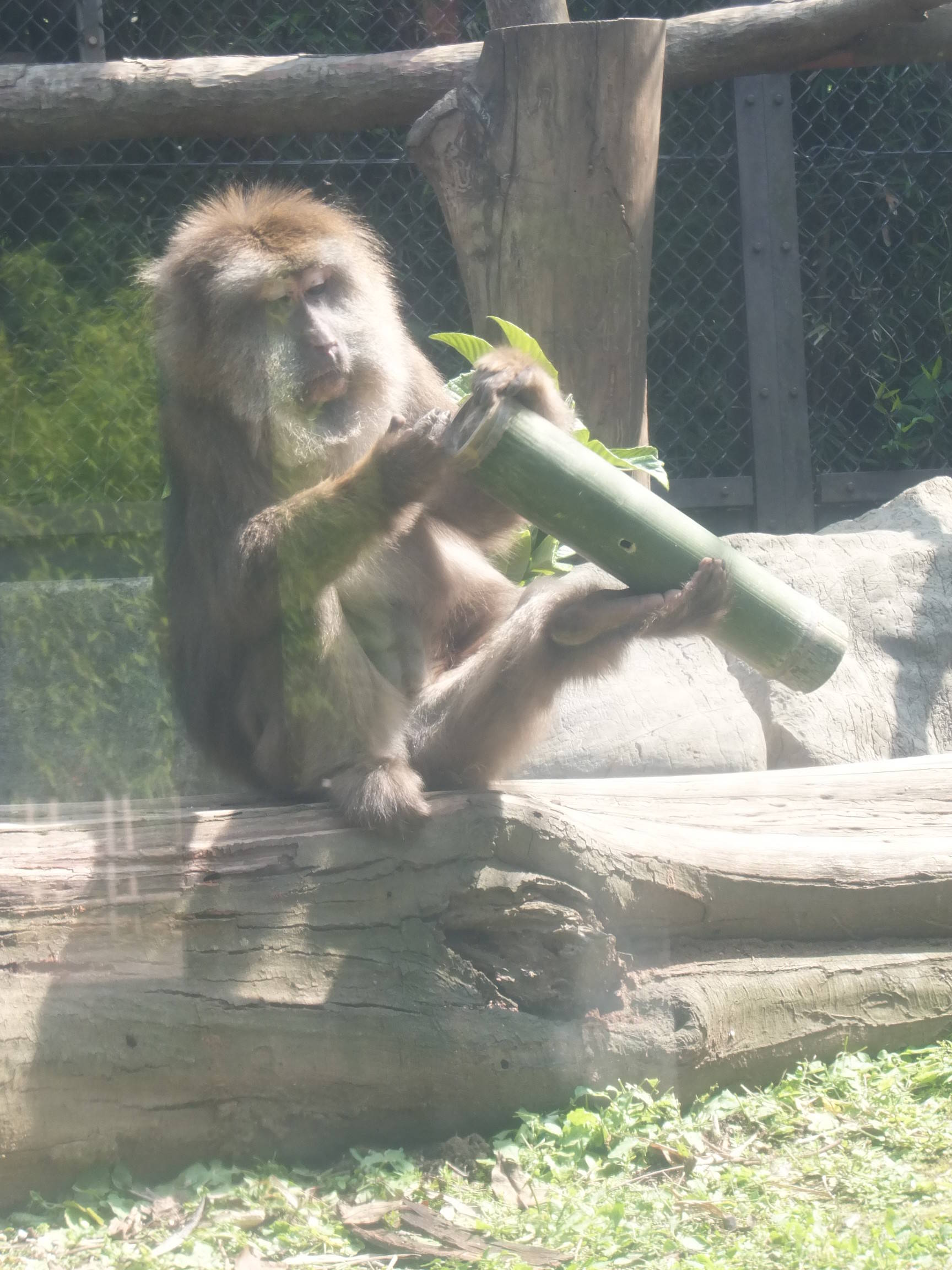 チベットモンキーの夏 飼育日誌 よこはま動物園ズーラシア公式サイト 公益財団法人 横浜市緑の協会