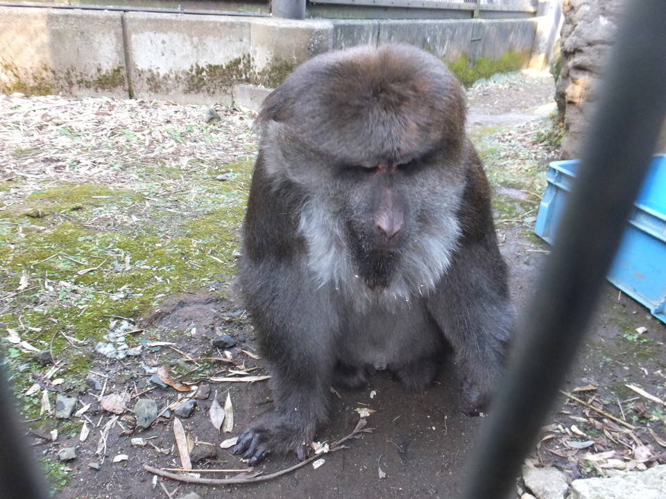 チベットモンキーの夏 飼育日誌 よこはま動物園ズーラシア公式サイト 公益財団法人 横浜市緑の協会