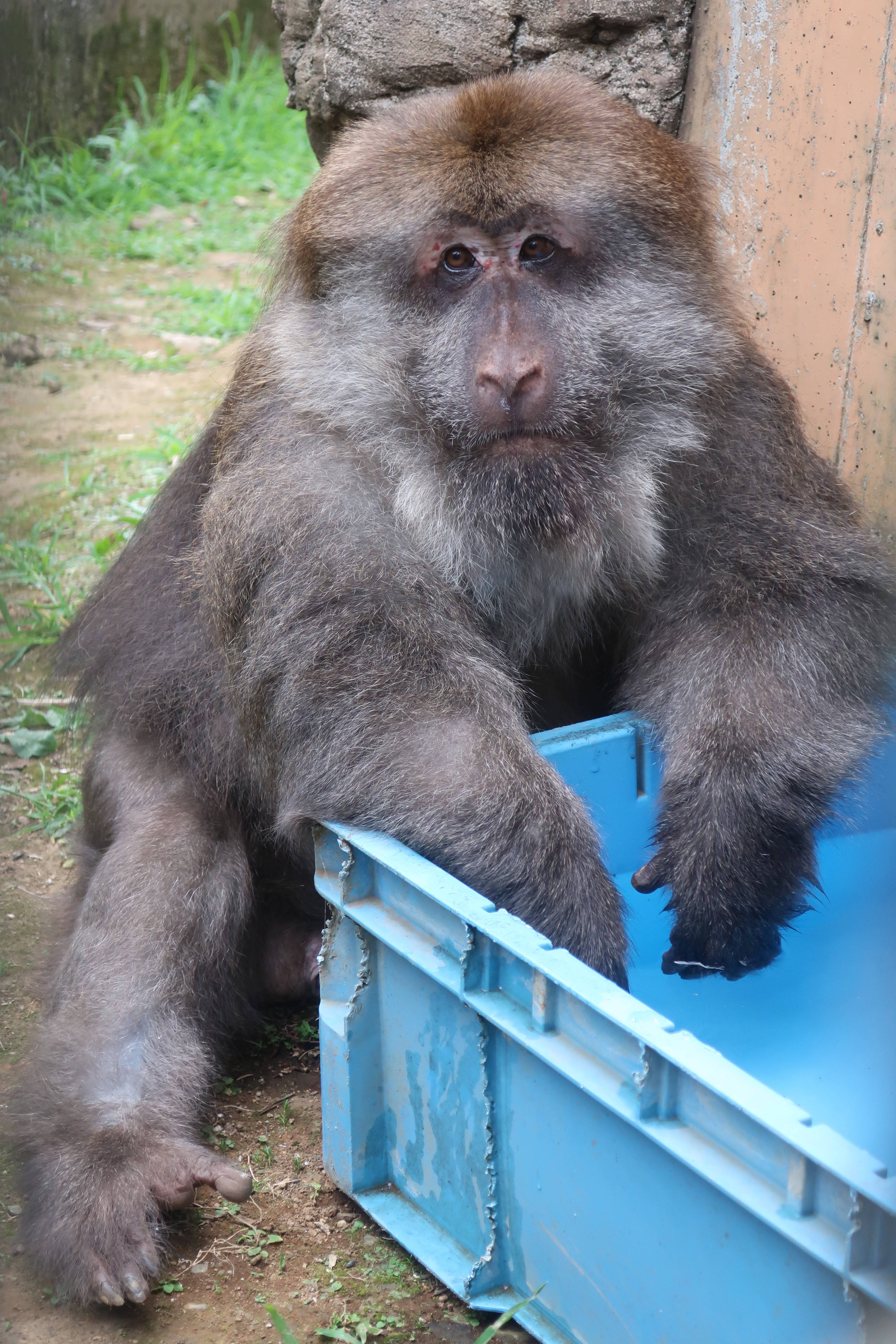 チベットモンキーの夏 飼育日誌 よこはま動物園ズーラシア公式サイト 公益財団法人 横浜市緑の協会