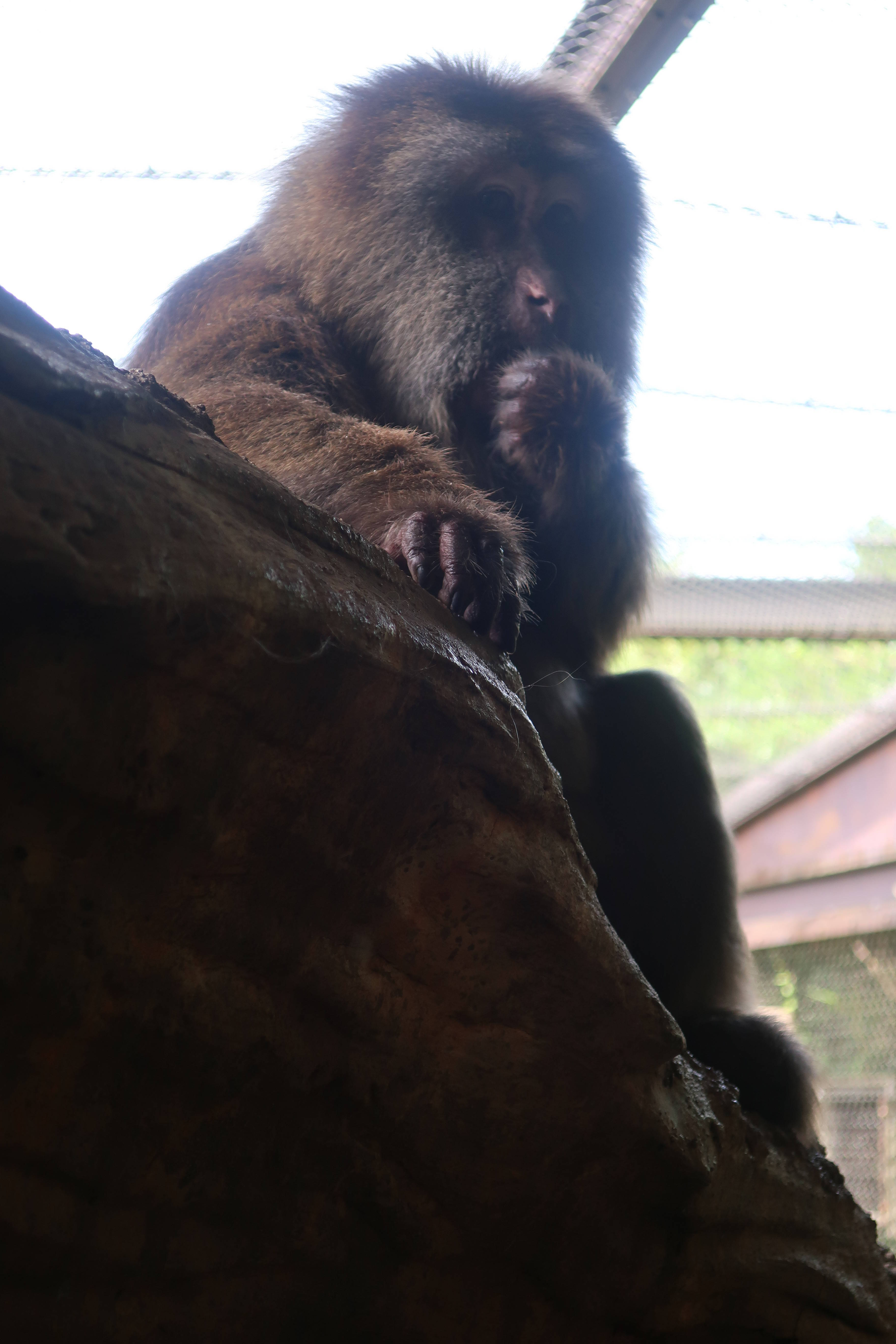 チベットモンキーの夏 飼育日誌 よこはま動物園ズーラシア公式サイト 公益財団法人 横浜市緑の協会