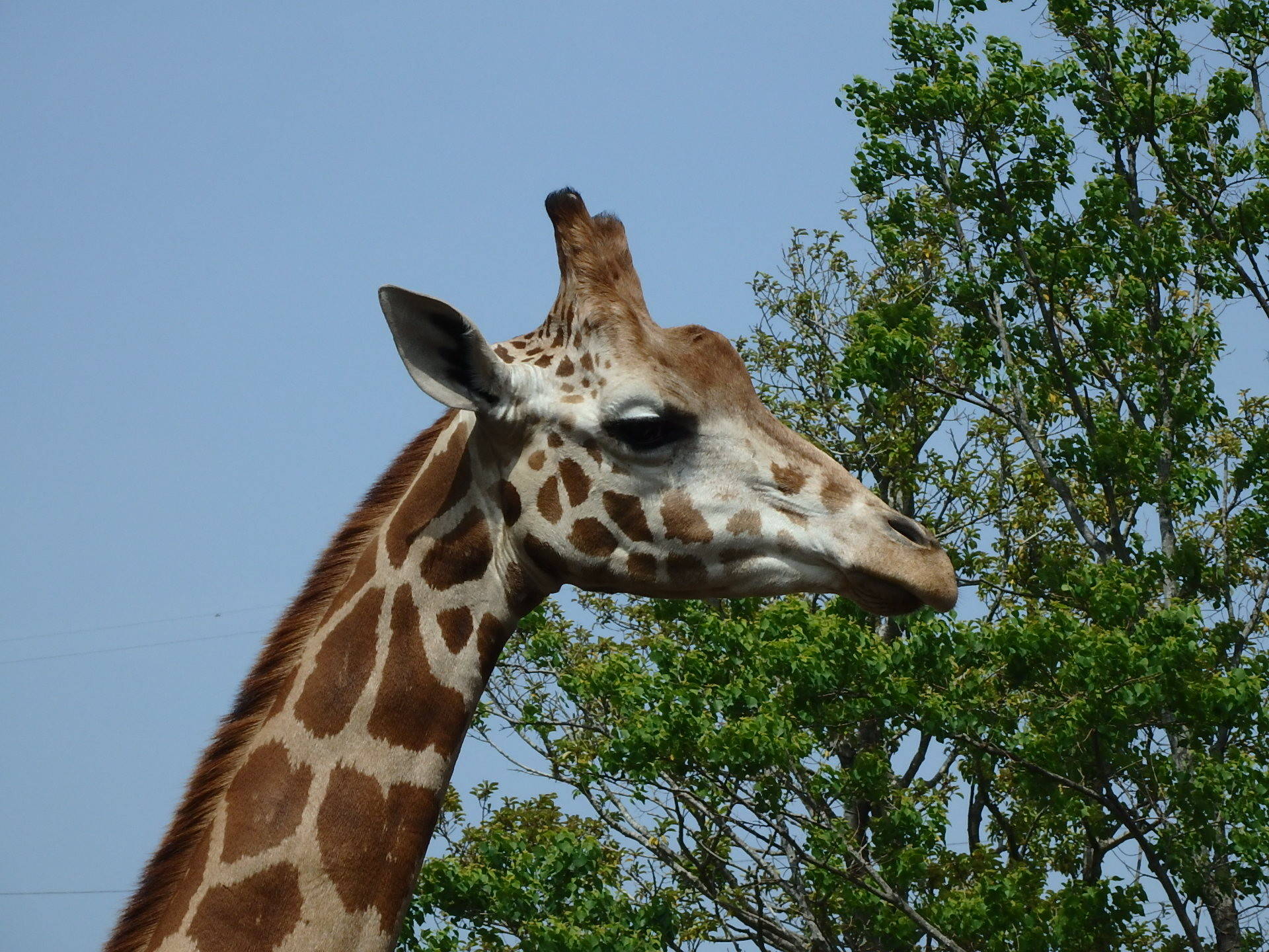 世界キリンの日 アフリカのサバンナ ズーラシア よこはま動物園ズーラシア公式サイト 公益財団法人 横浜市緑の協会