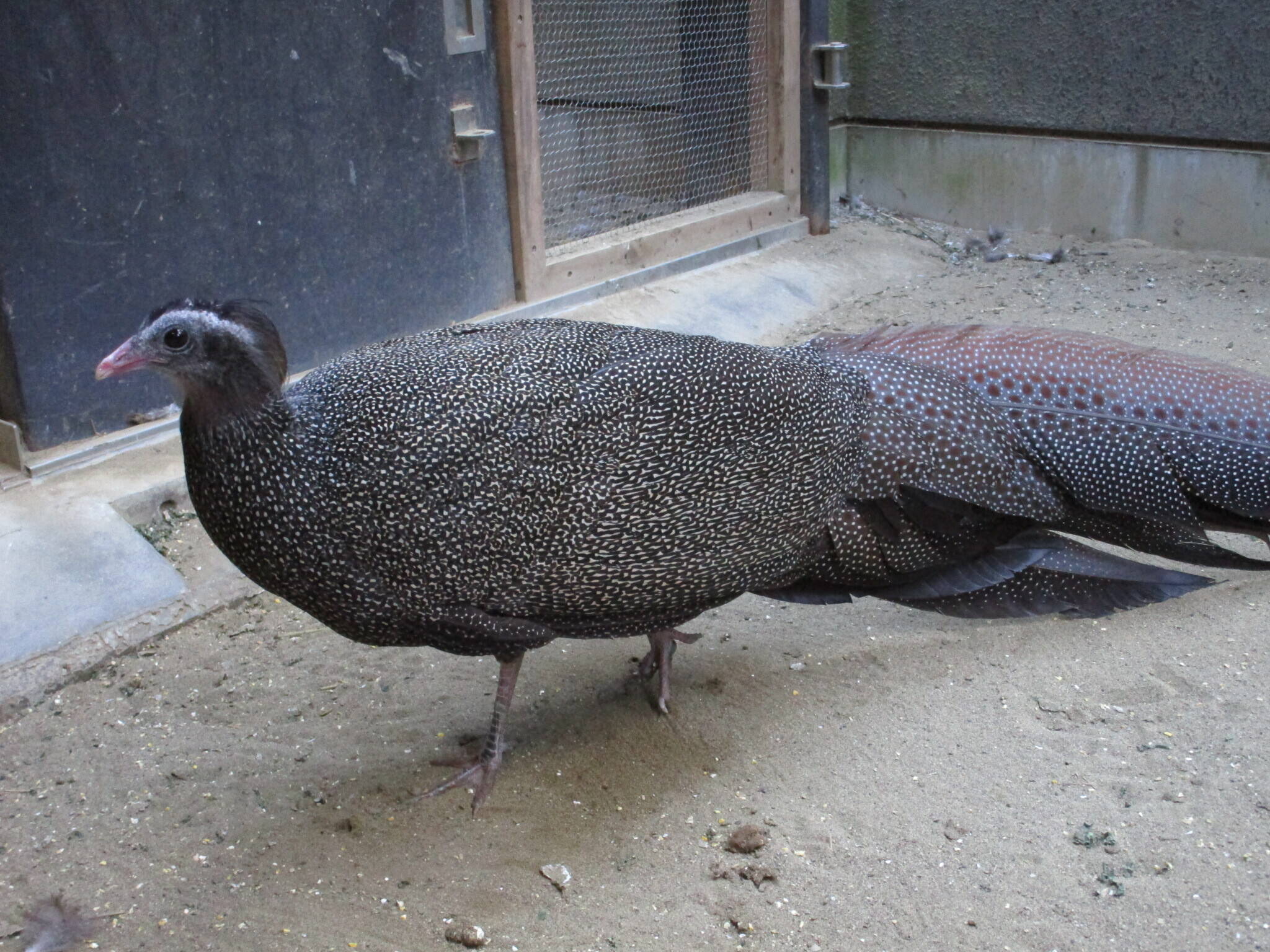 落ち葉イキング セイラン編 飼育日誌 よこはま動物園ズーラシア公式サイト 公益財団法人 横浜市緑の協会