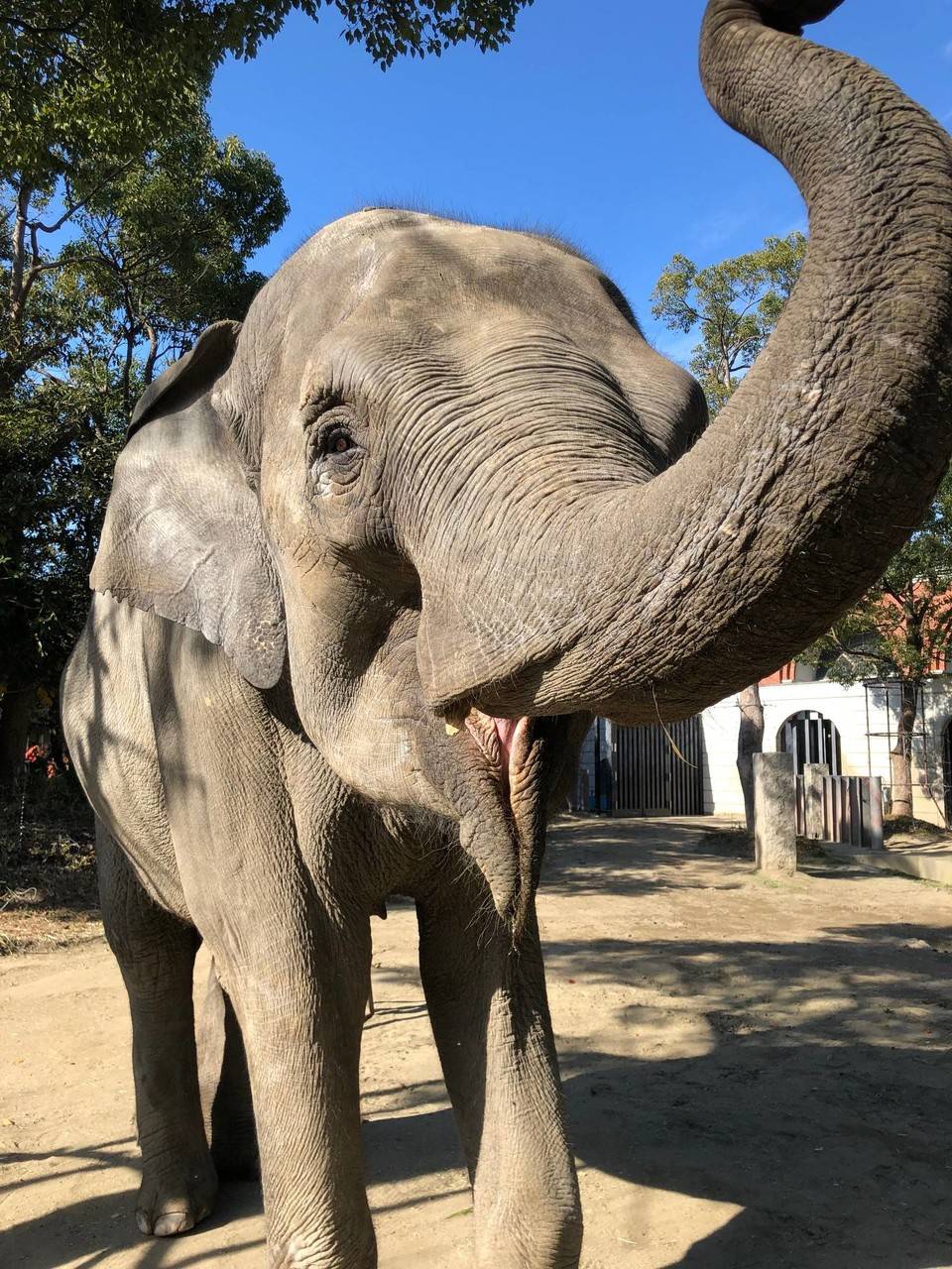 新年だぞう 飼育日誌 よこはま動物園ズーラシア公式サイト 公益財団法人 横浜市緑の協会