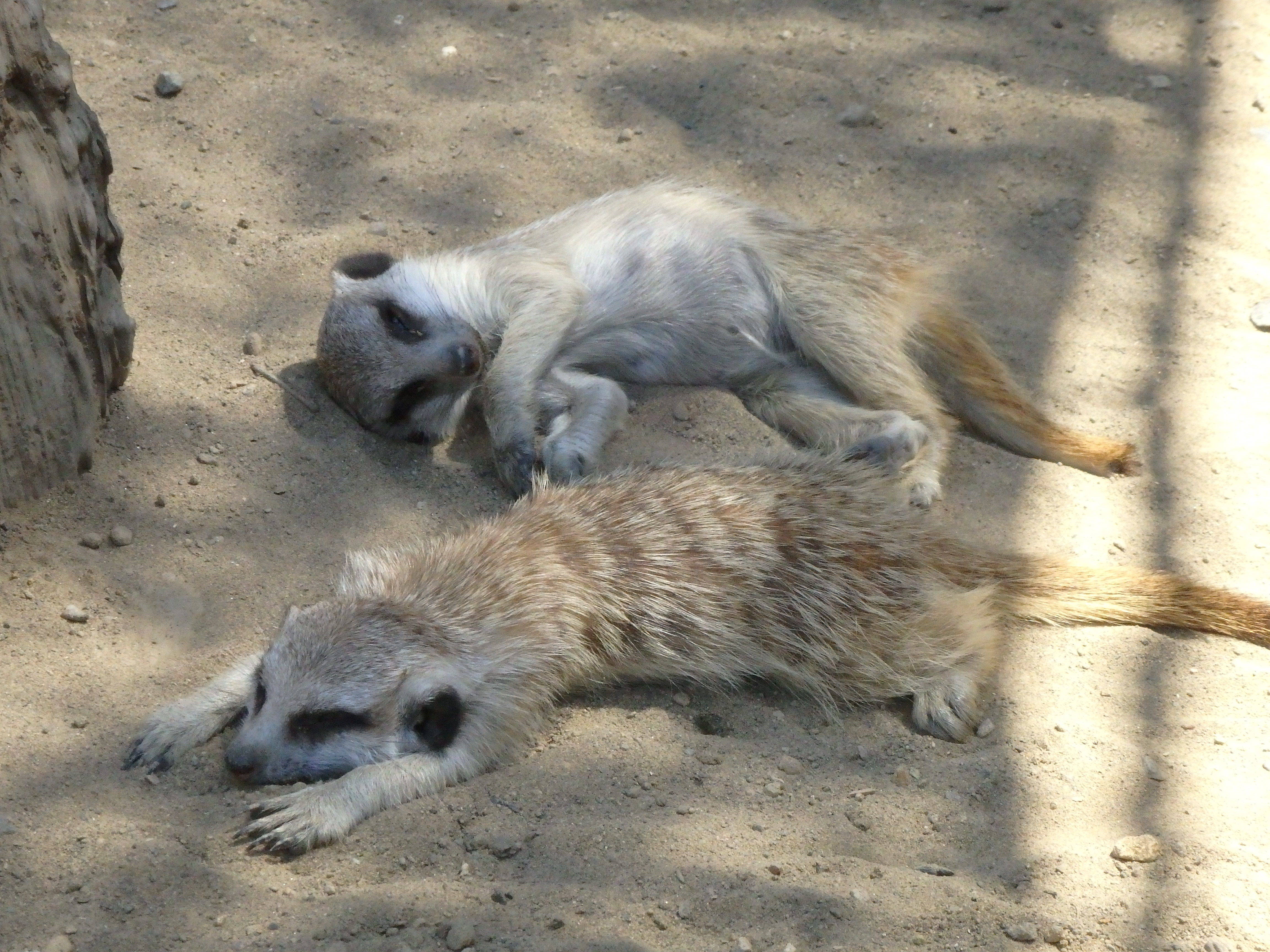 ミーアキャットの夏 アフリカのサバンナ ズーラシア よこはま動物園ズーラシア公式サイト 公益財団法人 横浜市緑の協会