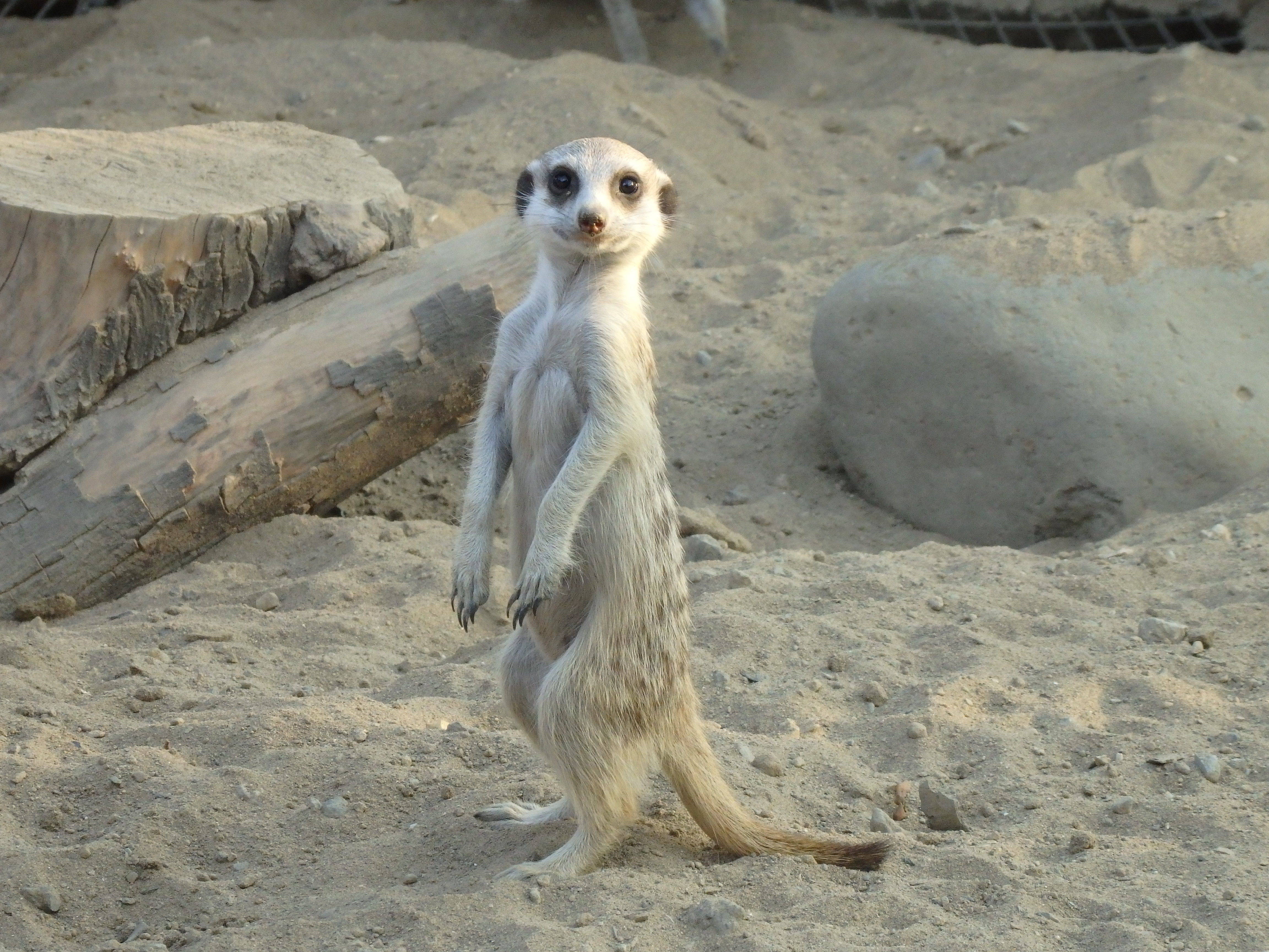 ミーアキャットの夏 アフリカのサバンナ ズーラシア よこはま動物園ズーラシア公式サイト 公益財団法人 横浜市緑の協会