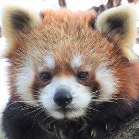 野毛山動物園イメージ