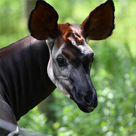 よこはま動物園ズーラシアイメージ