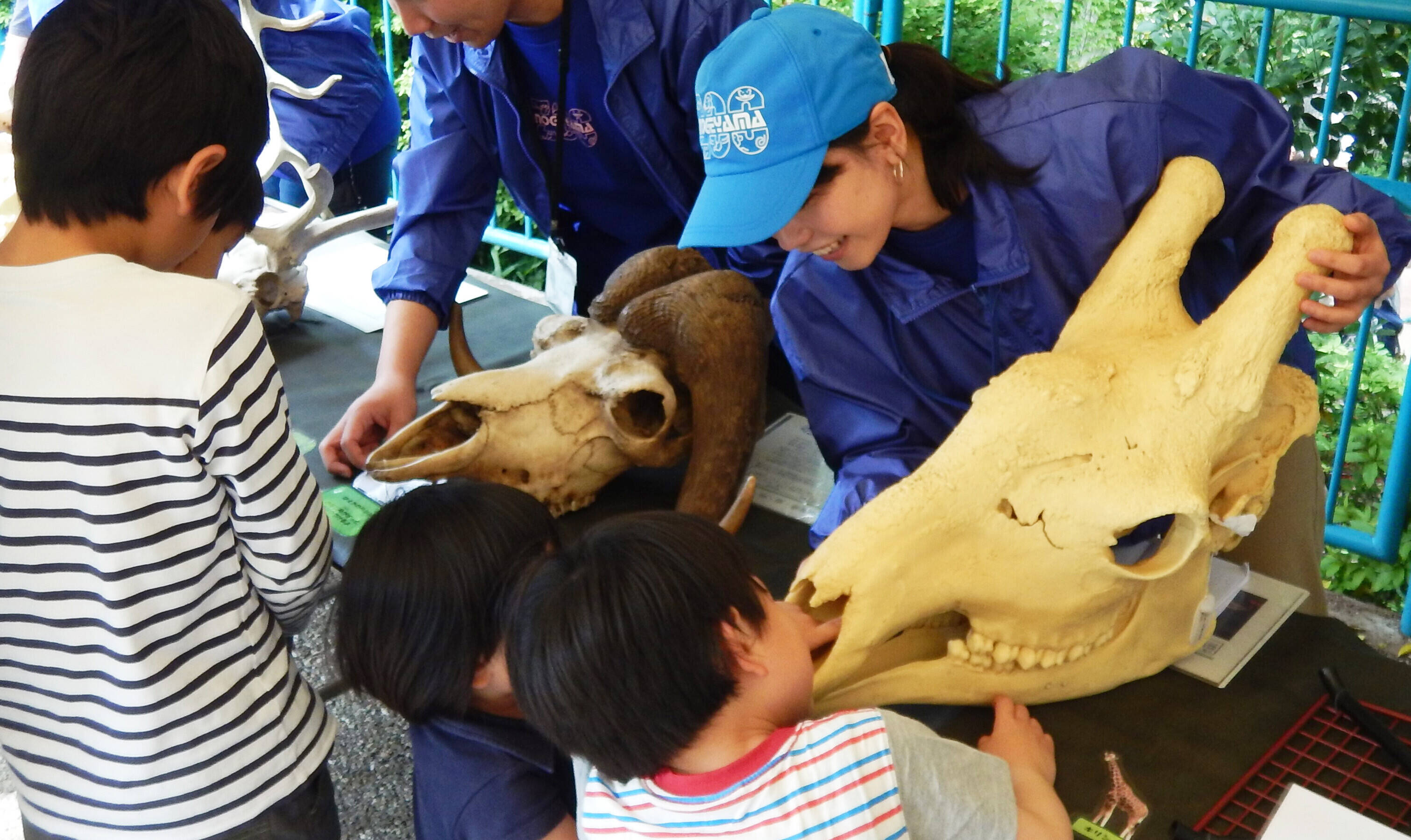 nogeyamazoo_volunteer3.jpg