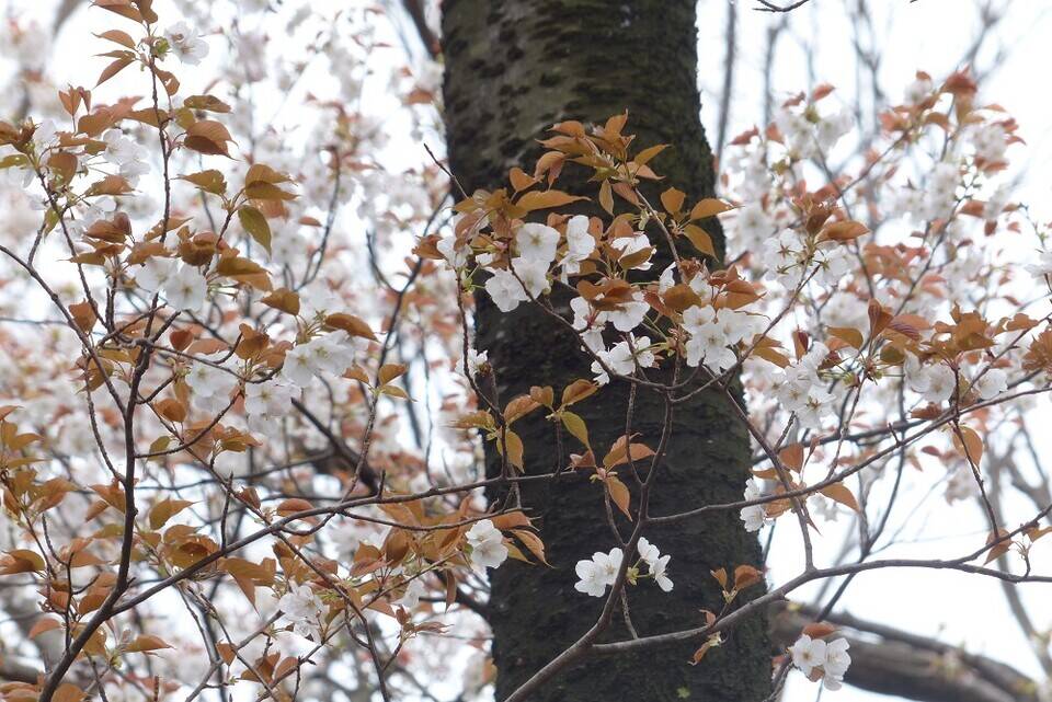 P1560813 - コピー.jpg