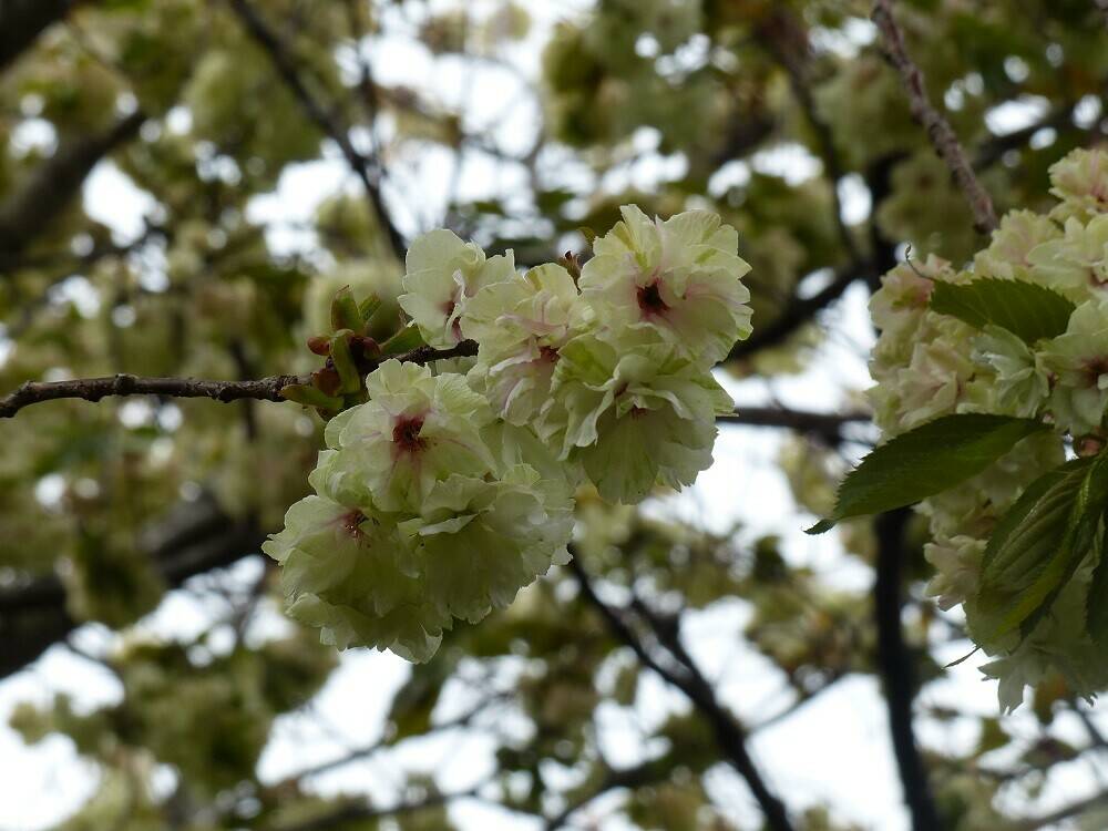 P1490964 - コピー.jpg