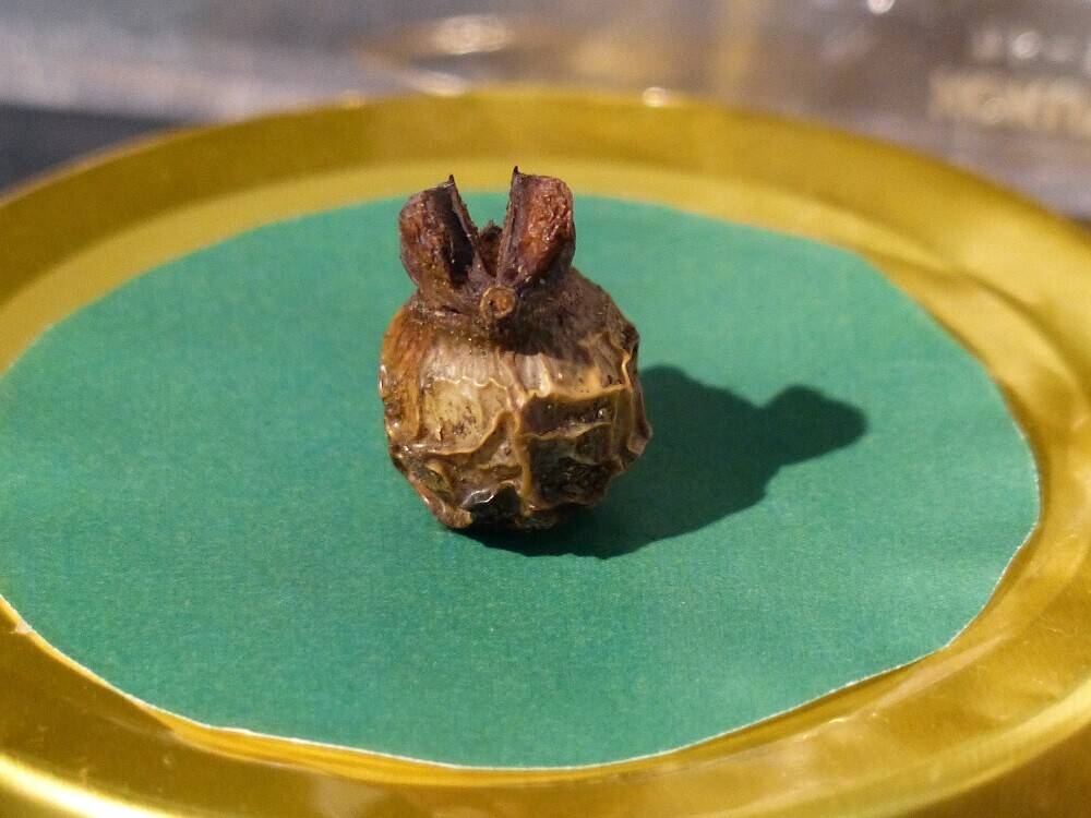 P1550684 - コピー.jpg