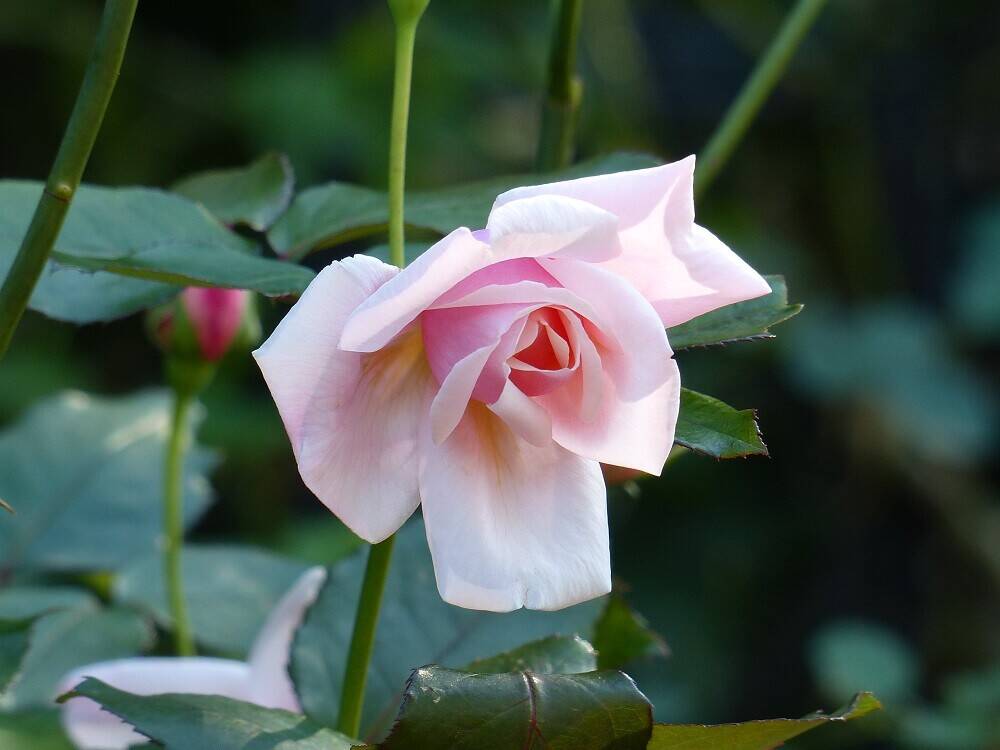 P1540113 - コピー.jpg