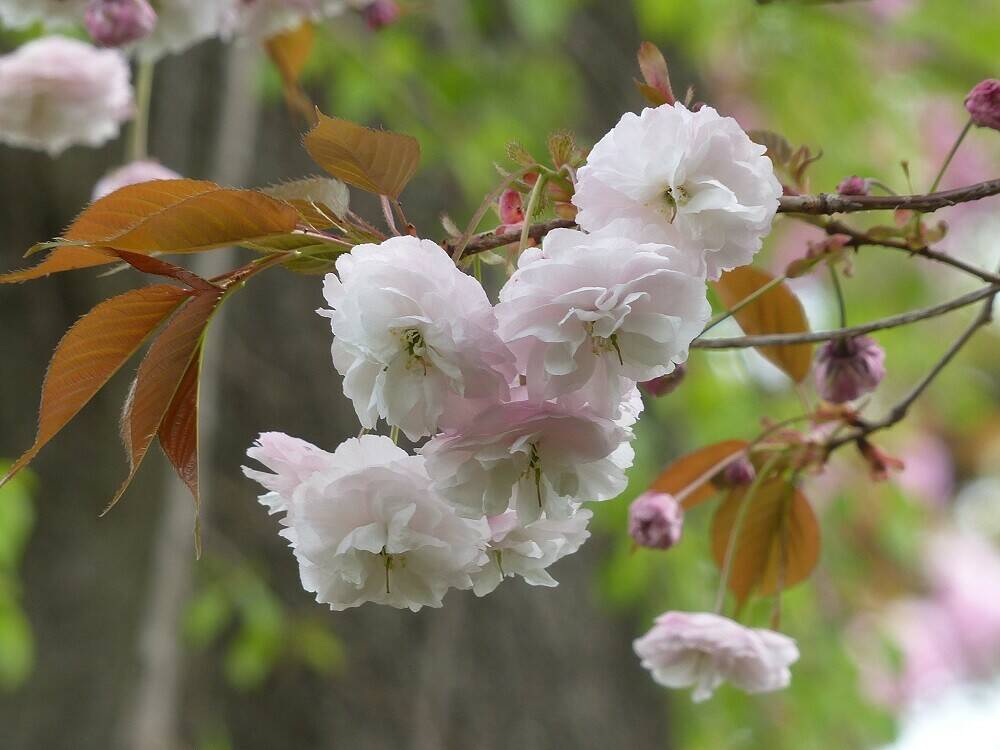 P1490960 - コピー.jpg