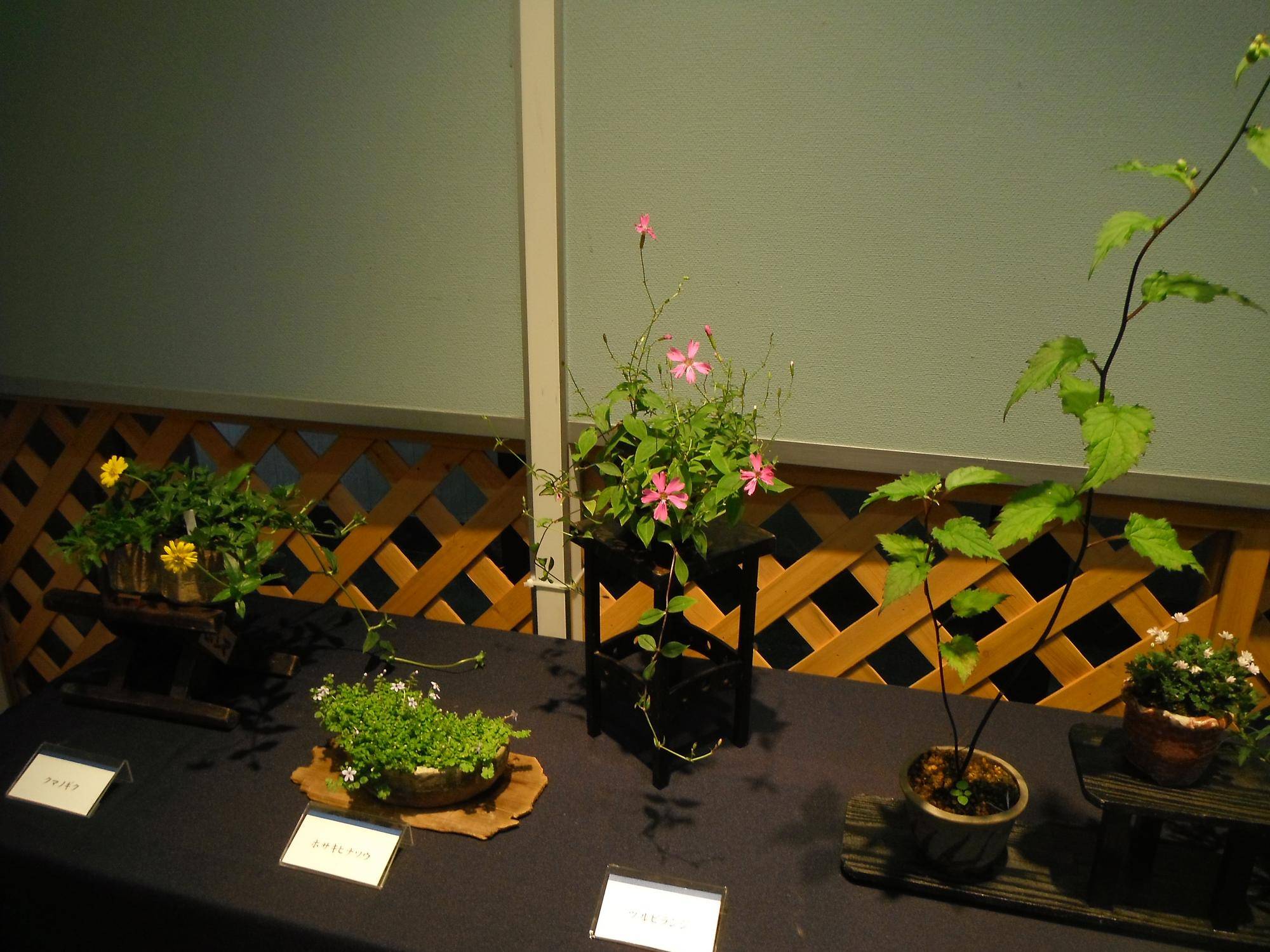 DSCF5971.jpg