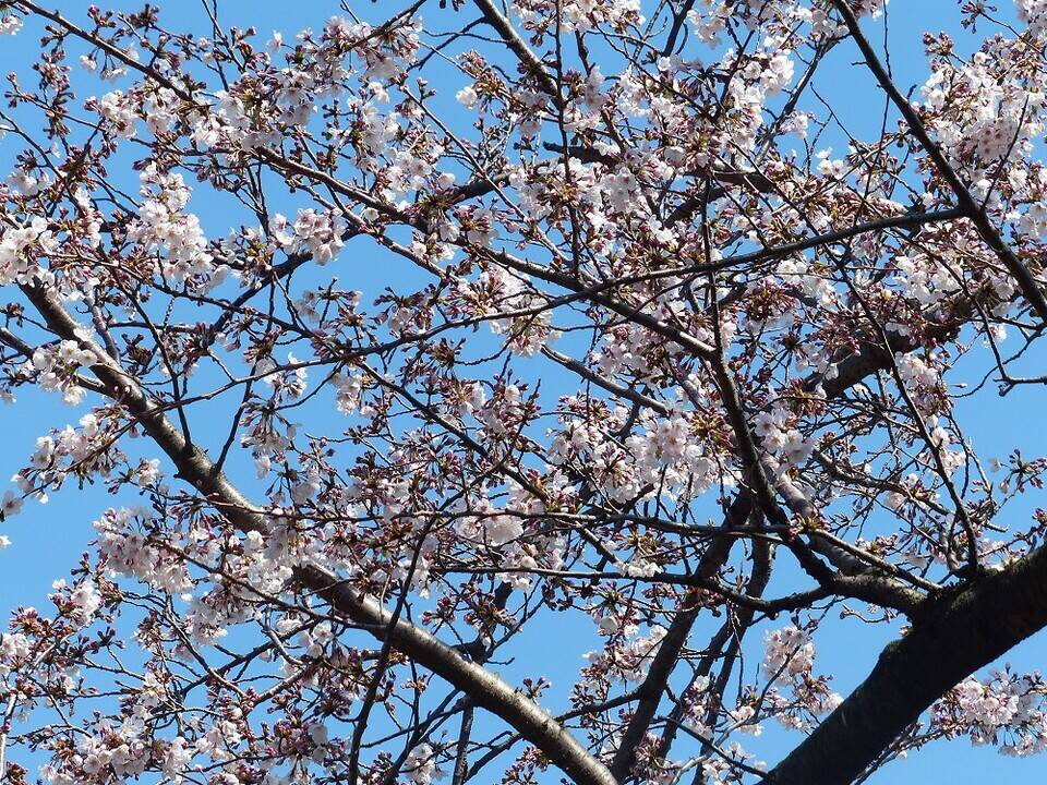 P1560780 - コピー.jpg