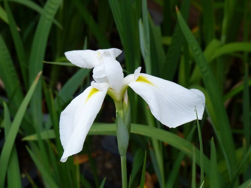 P1510451 - コピー.jpg