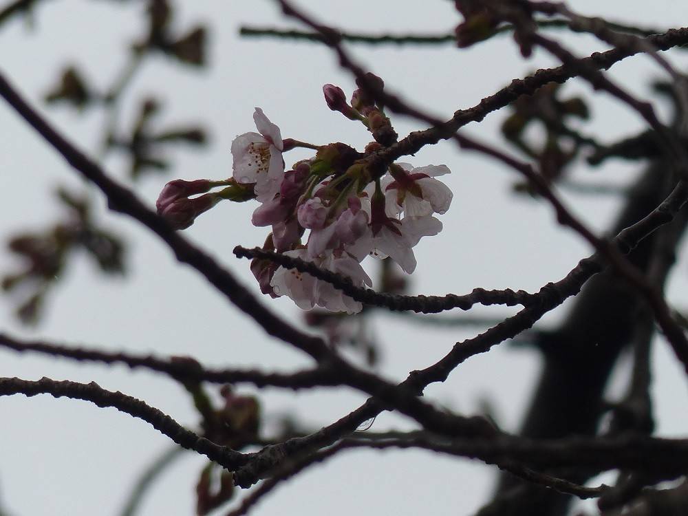 P1490446 - コピー.jpg