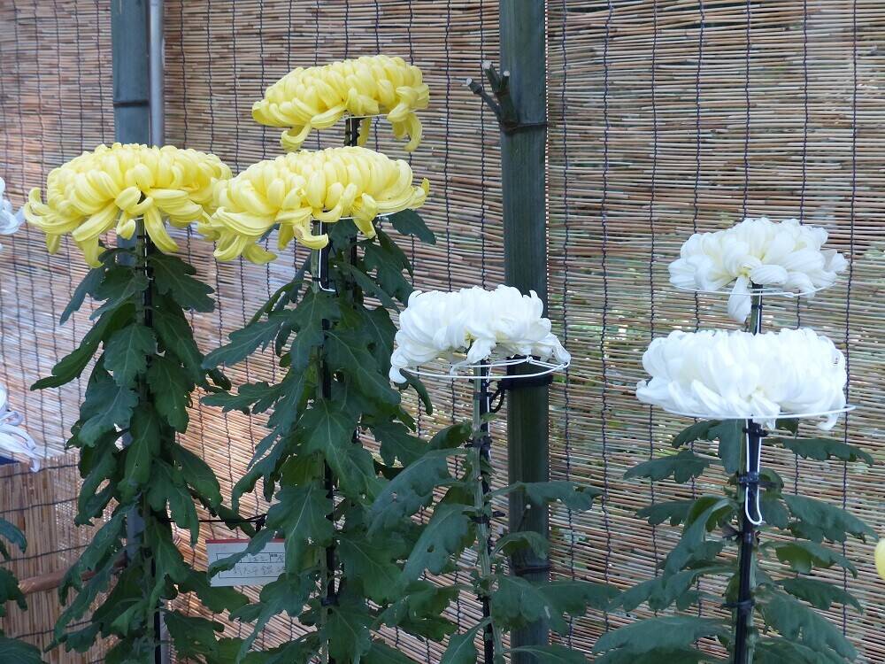 P1540198 - コピー.jpg