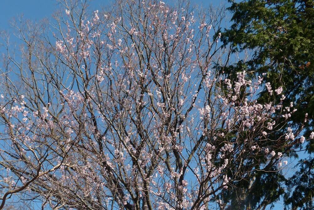 P1560496 - コピー.jpg