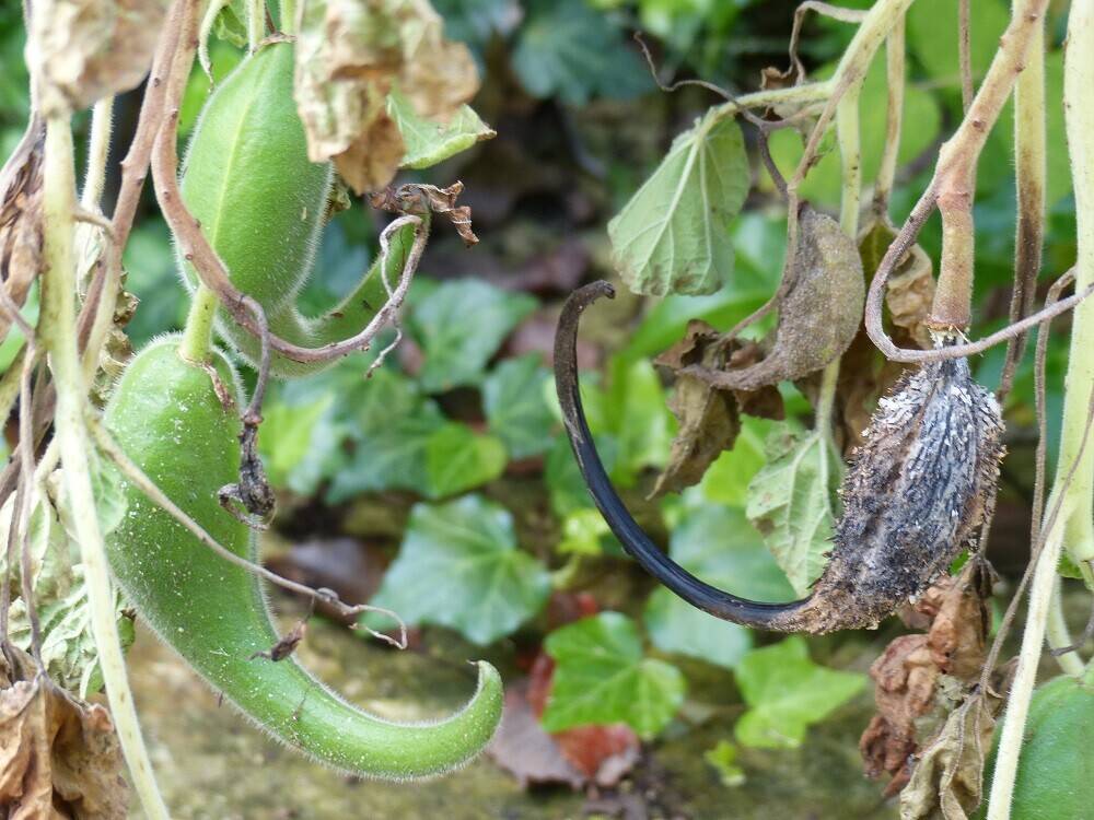 P1540169 - コピー.jpg