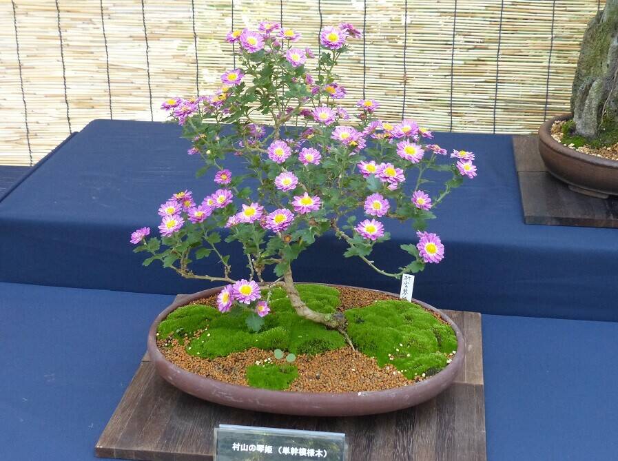 P1540212 - コピー (2).jpg