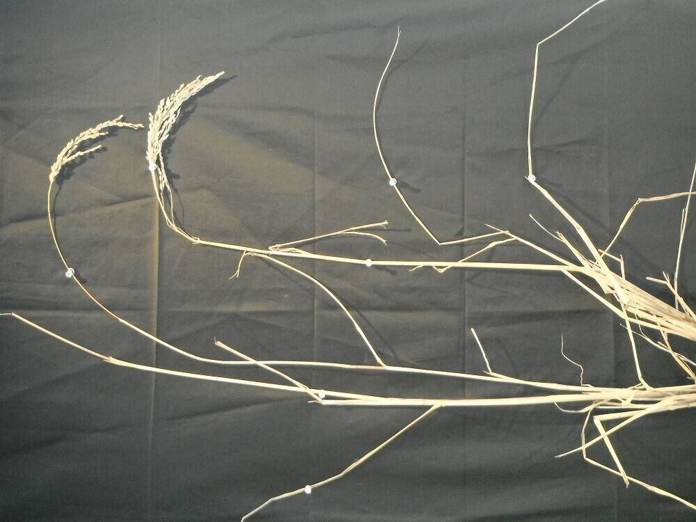 DSCF2061 - コピー.jpg