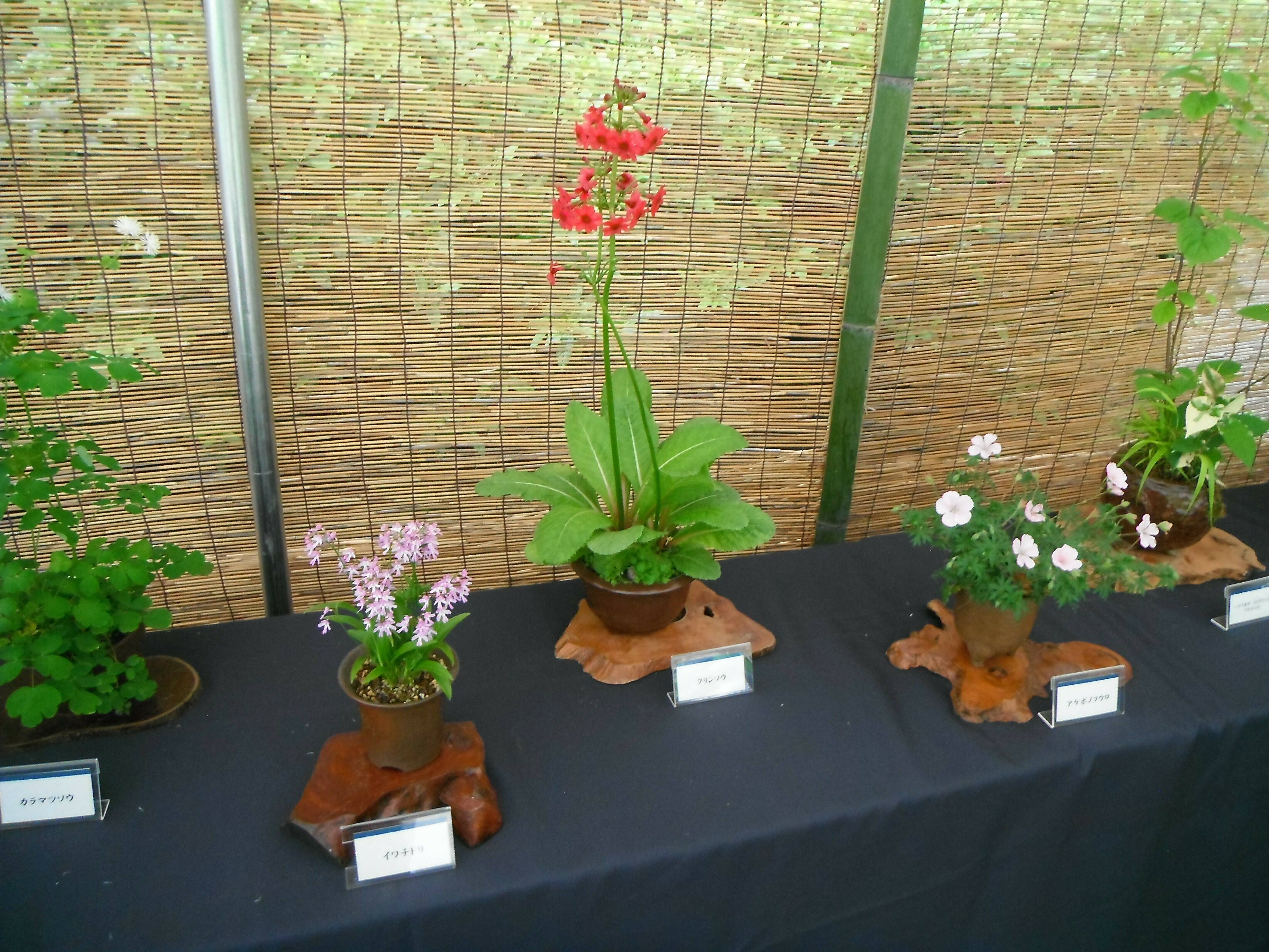 DSCF1862 - コピー.jpg