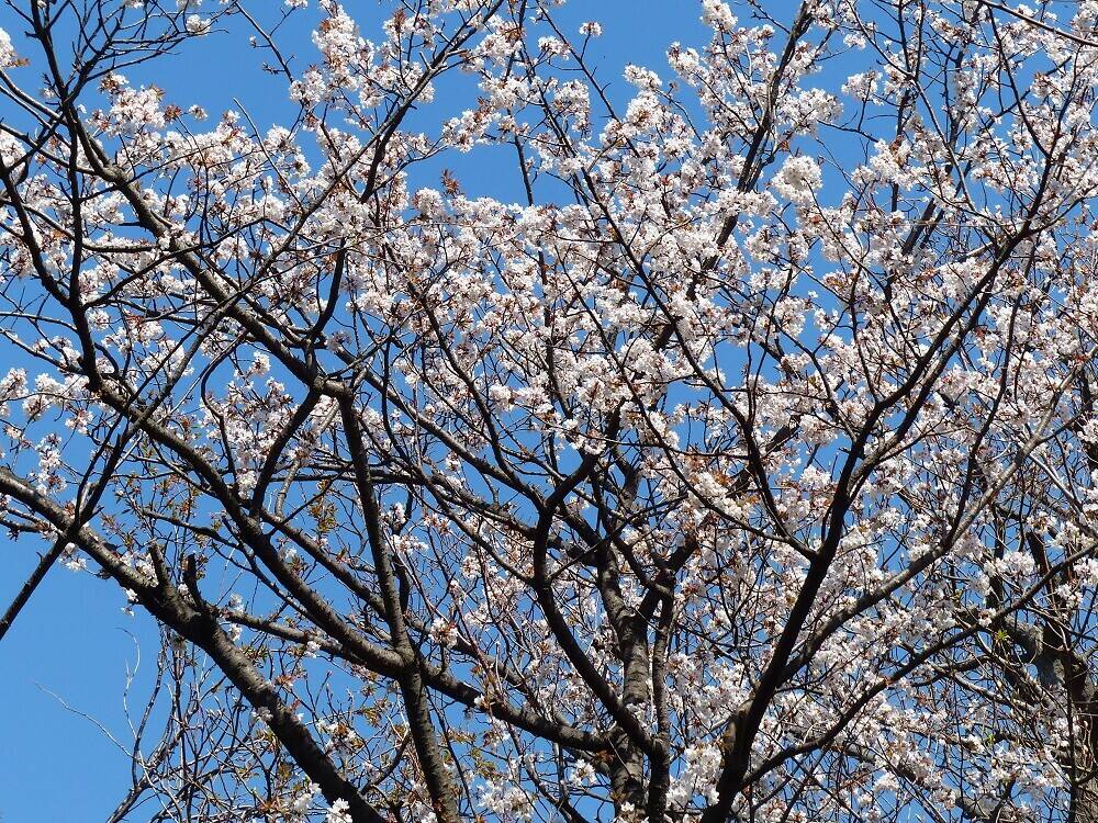 P1560787 - コピー.jpg