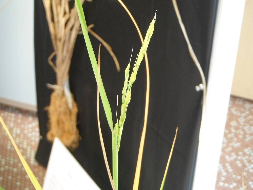 DSCF2065 - コピー.jpg