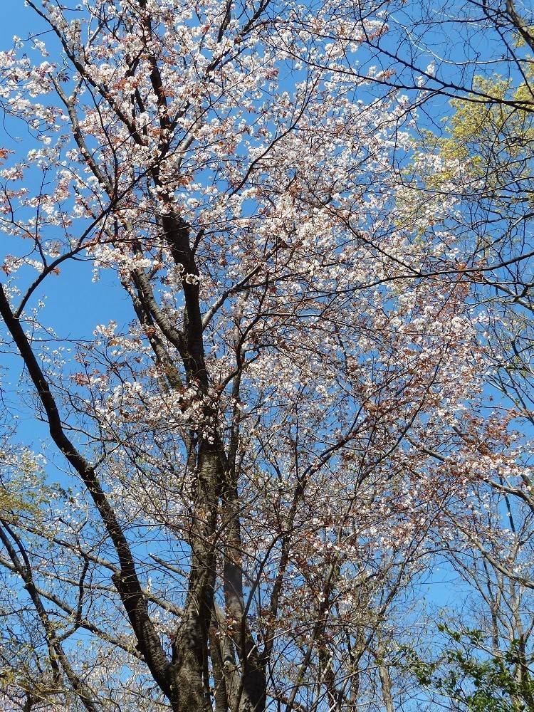 P1490738 - コピー.jpg