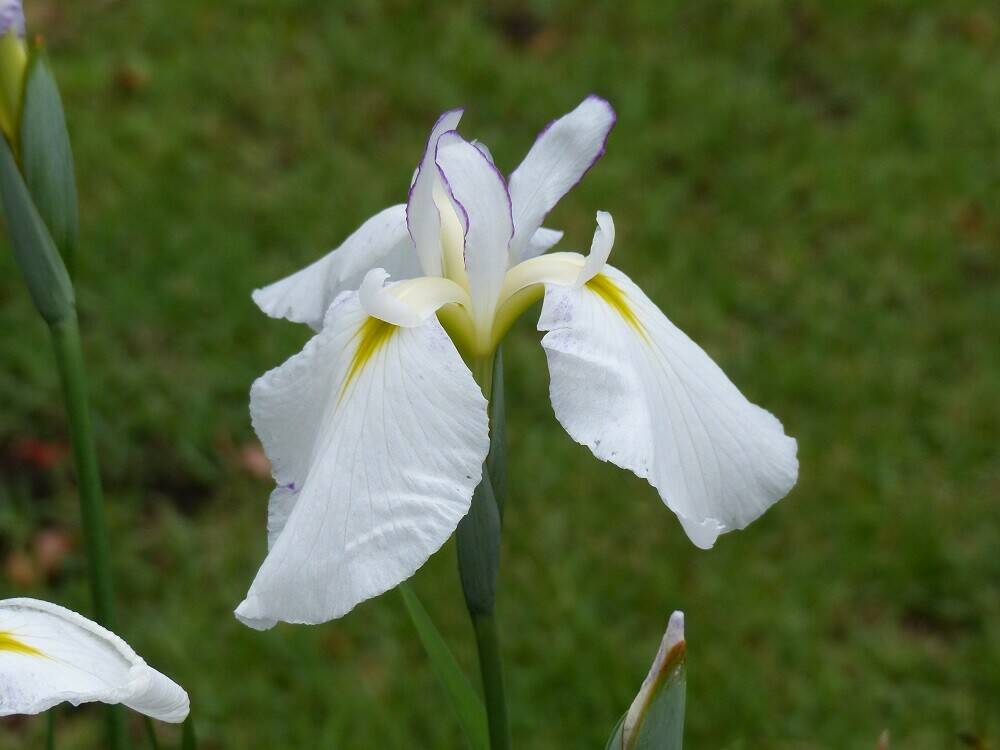 P1510447 - コピー.jpg