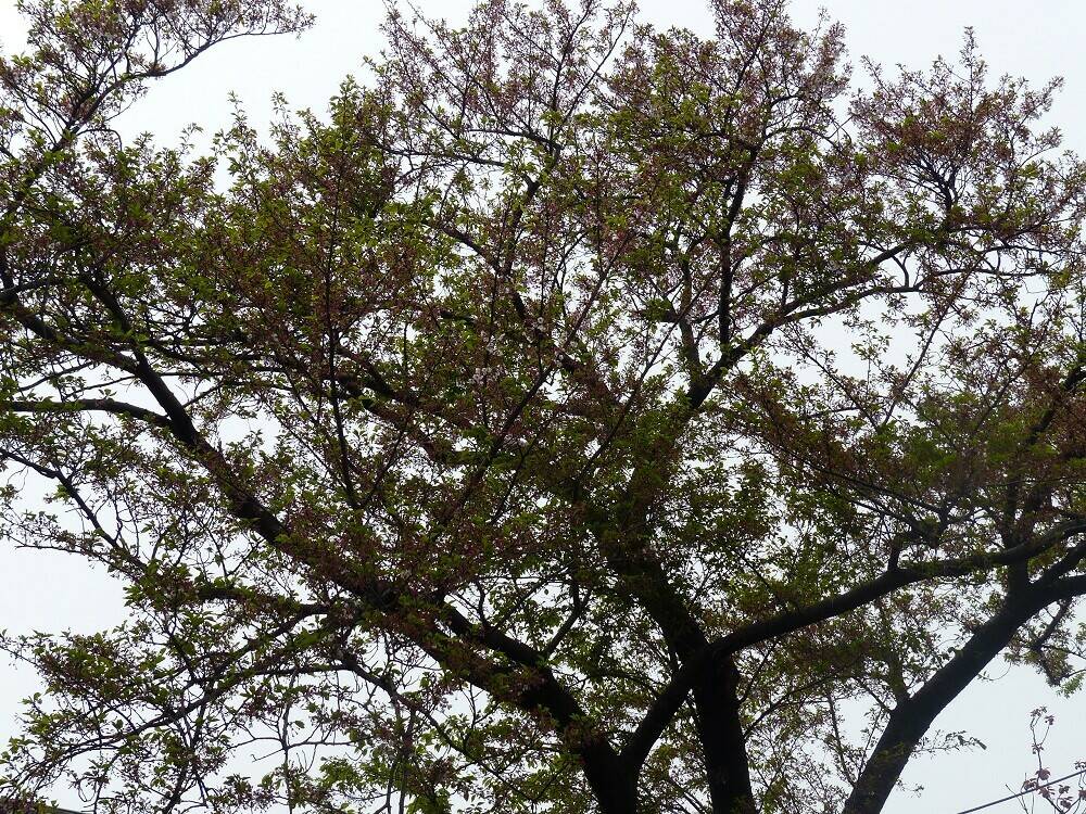 P1490951 - コピー.jpg