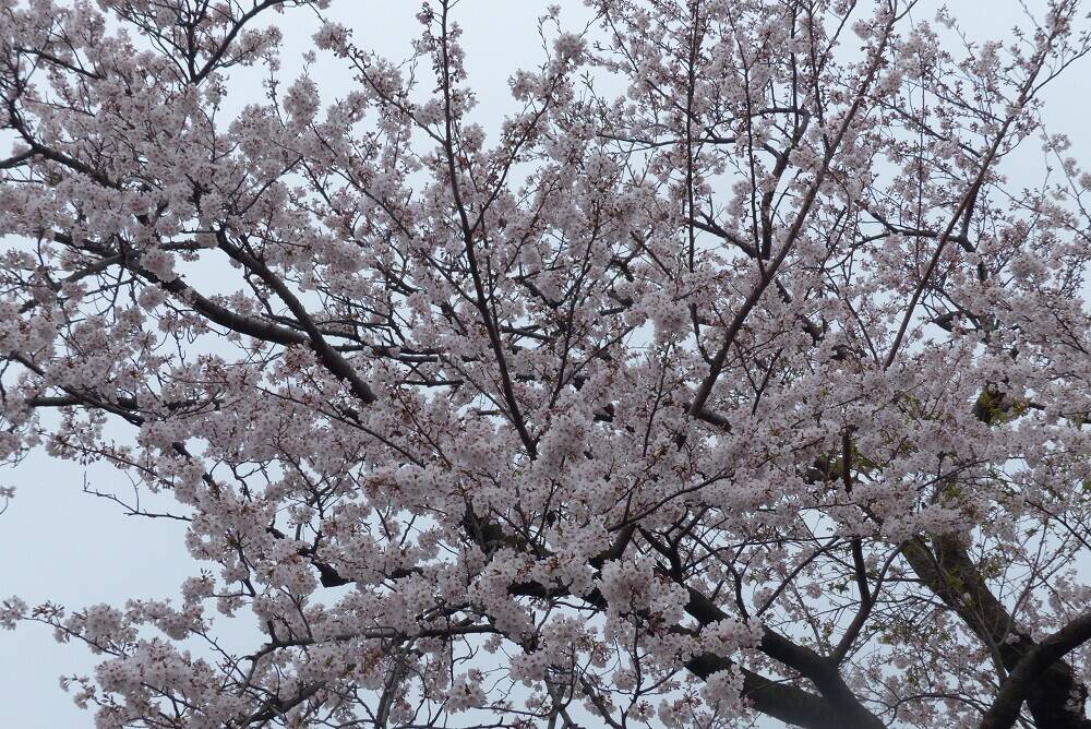 P1560808 - コピー.jpg