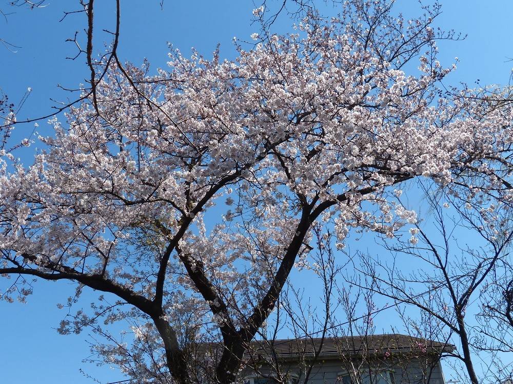 P1490742 - コピー.jpg