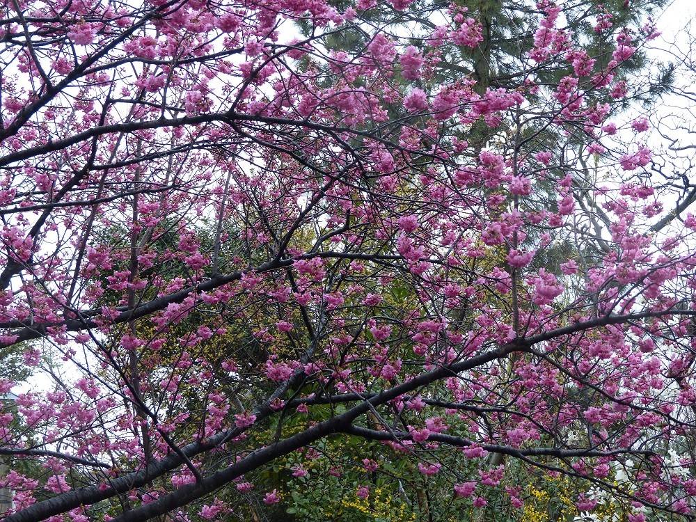 P1490447 - コピー.jpg