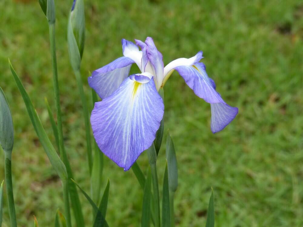 P1510448 - コピー.jpg