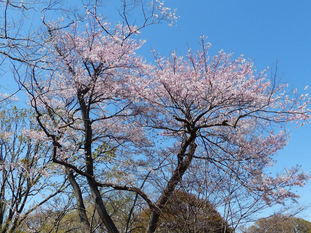 P1490741 - コピー.jpg