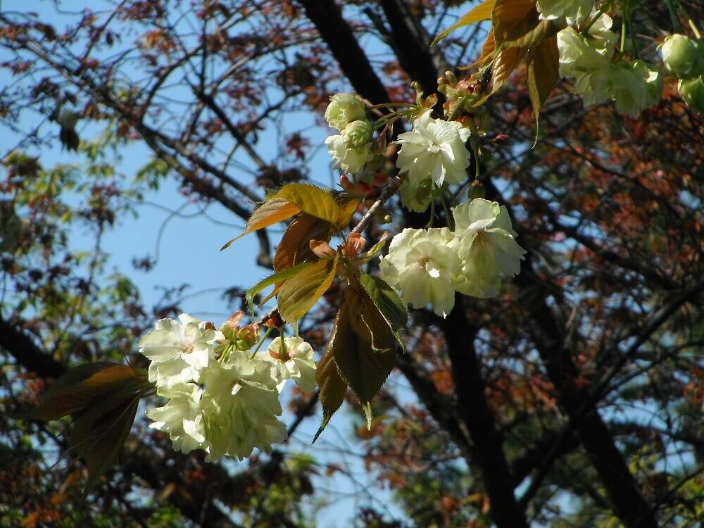 DSCF2112 - コピー.jpg