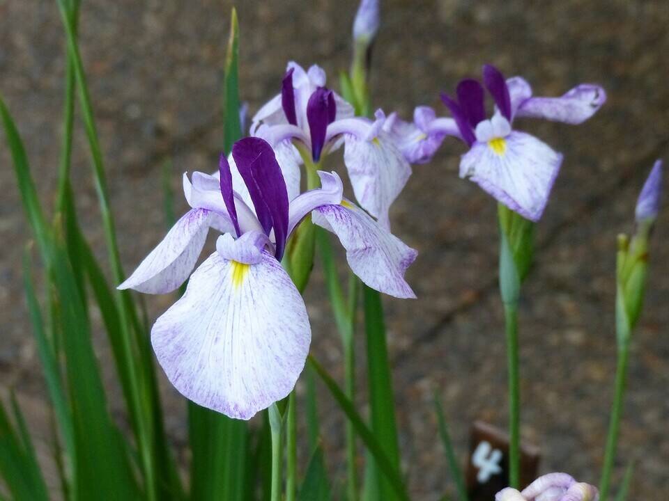 P1510452 - コピー.jpg