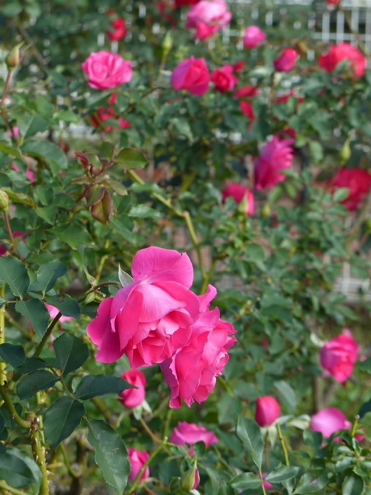 P1470443 - コピー.jpg